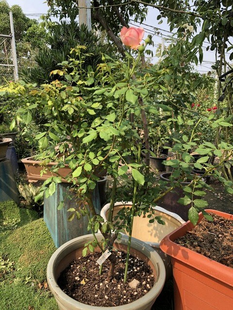 Hoa hồng leo có đặc điểm sinh trưởng và phát triển khá đặc biệt