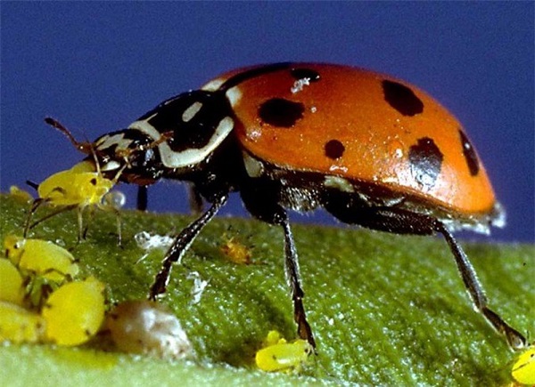 Cách Diệt Bọ Ăn Lá Mướp Trong Mùa Nắng Hạn