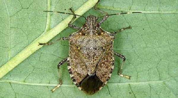 Bọ xít mướp là loại phổ biến nhất trên cây mướp hương