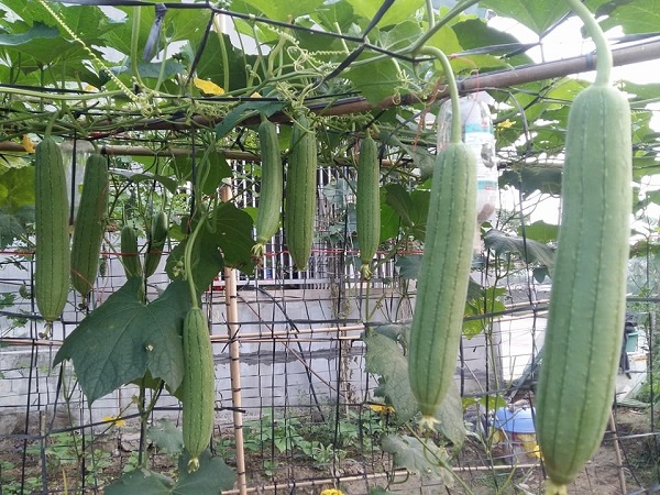 Trồng cây mướp trong những mùa nắng nóng cần có những biện pháp phòng sâu hại phù hợp.