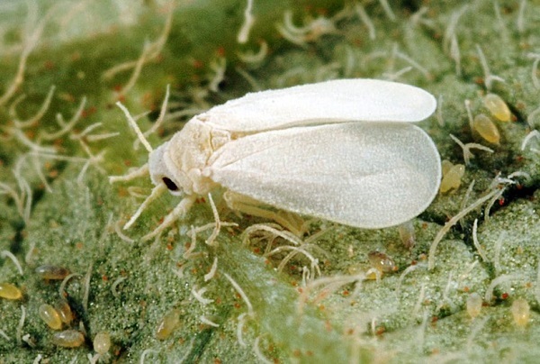 Loại bướm này thường sẽ hoạt động vào ban ngày