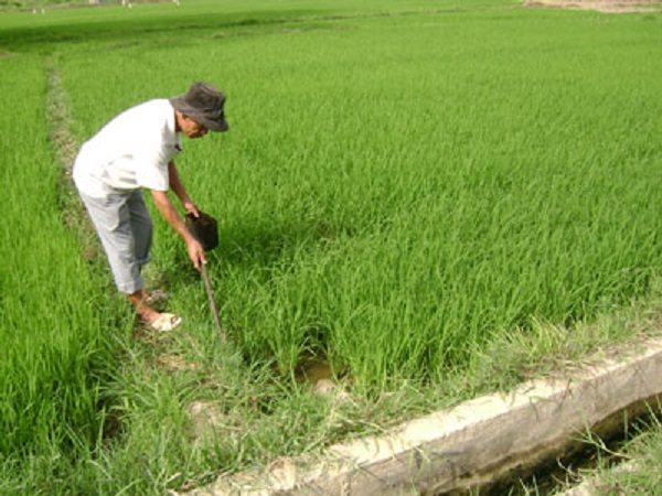 Thường xuyên vệ sinh đồng ruộng để có thể hạn chế nơi cư trú của chuột