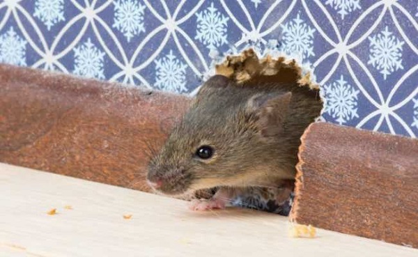 Ưu tiên việc phòng bệnh hơn là khi chữa bệnh cho tổ yến