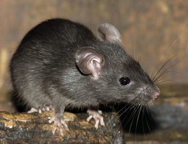 Cách Diệt Chuột Trong Nhà Yến An Toàn Và Hiệu Qủa