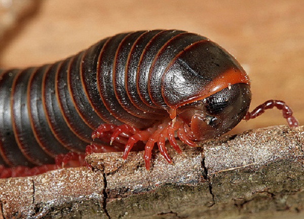 Cách Diệt Cuốn Chiếu Hại Cây Trồng Tại Nhà