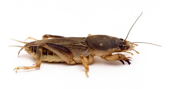 Dế có thể đẻ trứng trong nhà bạn và nhanh chóng lây lan không kiểm soát được