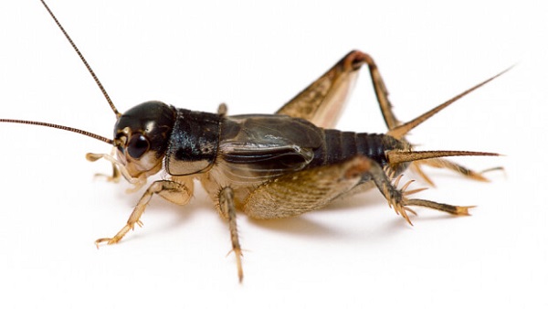 Mùi hôi thối từ thùng rác sẽ thu hút lũ dế đến