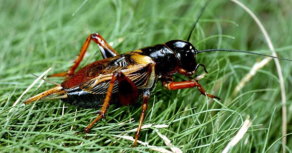 Hướng Dẫn Cách Diệt Dế Đơn Giản Tại Nhà