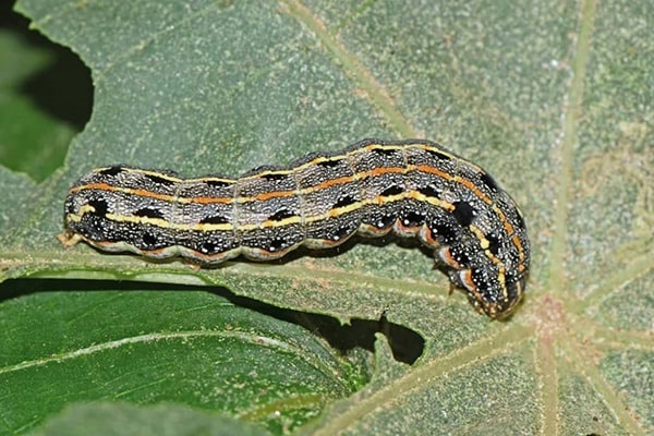 Cách Diệt Sâu Ăn Lá Được Áp Dụng Phổ Biến Nhất