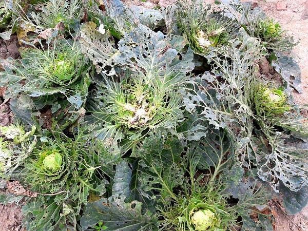 Bắt sâu ăn lá là cách tiêu diệt sâu thủ công nhất