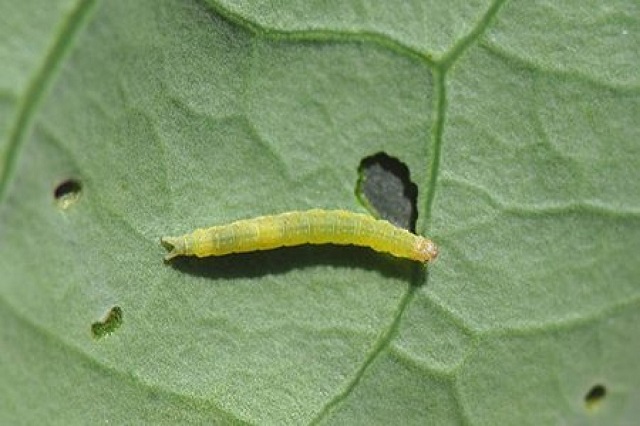 Cách Diệt Sâu Xanh Trên Rau Triệt Đề