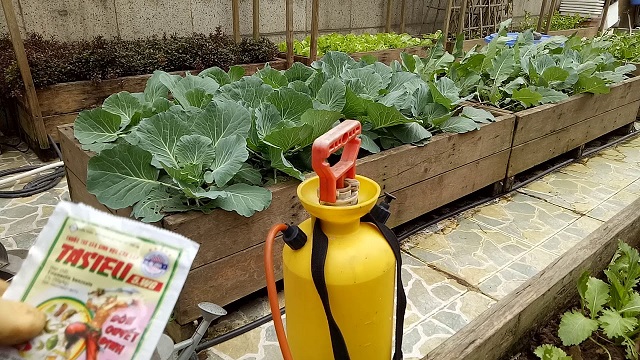 Thuốc trừ sâu giúp loại bỏ sâu nhanh nhưng không nên lạm dụng 