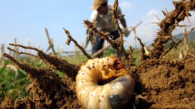 Sâu non sẽ có màu trắng hoặc trắng sữa