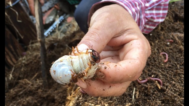 Có thể sử dụng biện pháp sinh học để loại bỏ sùng đất