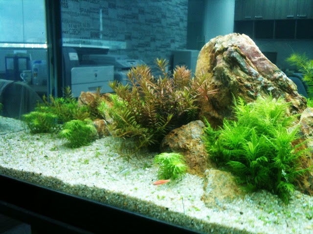 Cách Diệt Tảo Đơn Giản Và Mang Lại Hiệu Quả Cao