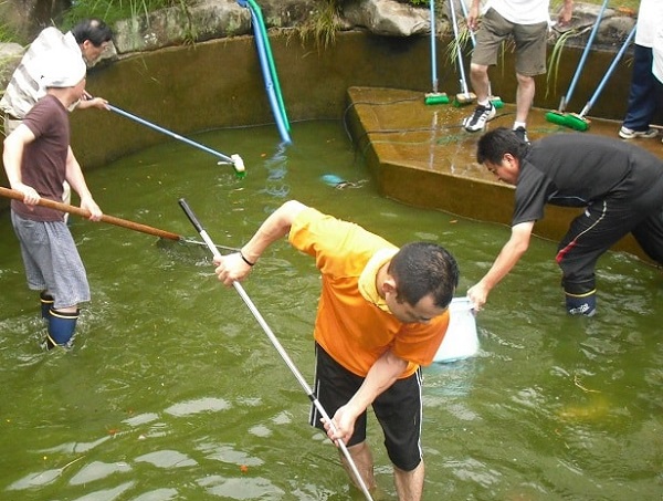Nếu diện tích hồ cá không quá lớn có thể sử dụng cách diệt tảo thủ công