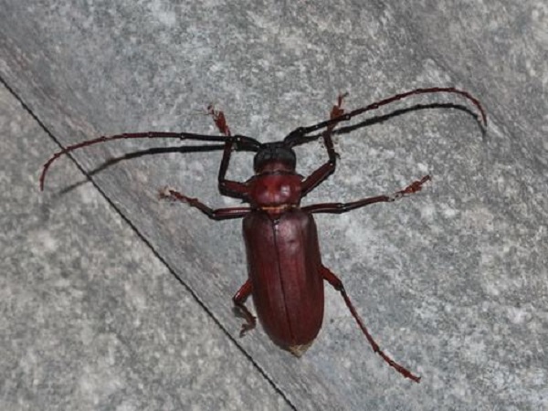 Có nhiều loại xén tóc gây hại đển khả năng sinh trưởng của cây