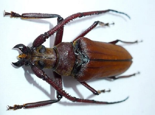 Cách Diệt Xén Tóc Đơn Giản Hiệu Quả Cao