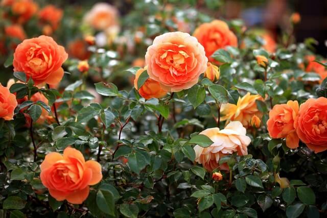 Cách làm đất trồng hoa hồng ngoại nhanh gọn, hiệu quả