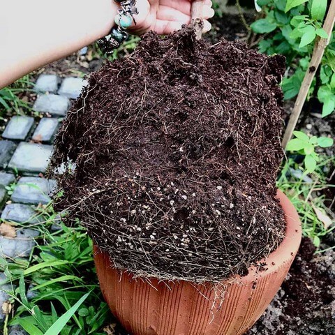 Nguyên liệu hữu cơ phối trộn đất hoa hồng đều có bán sẵn