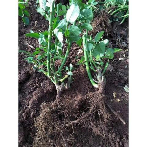 Hoa hồng rễ trần là giống hồng để rễ trần, không bao bọc bởi bầu đất