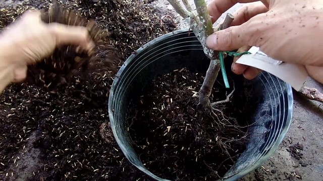 Hướng dẫn cách trộn đất trồng hoa hồng rễ trần hiệu quả