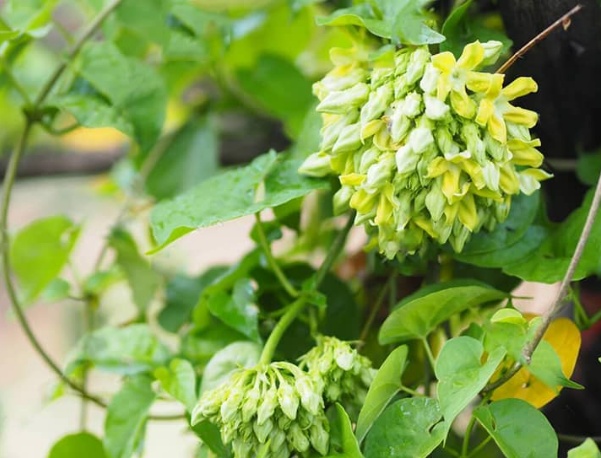 Cách trồng hoa Thiên Lý cho năng suất cao