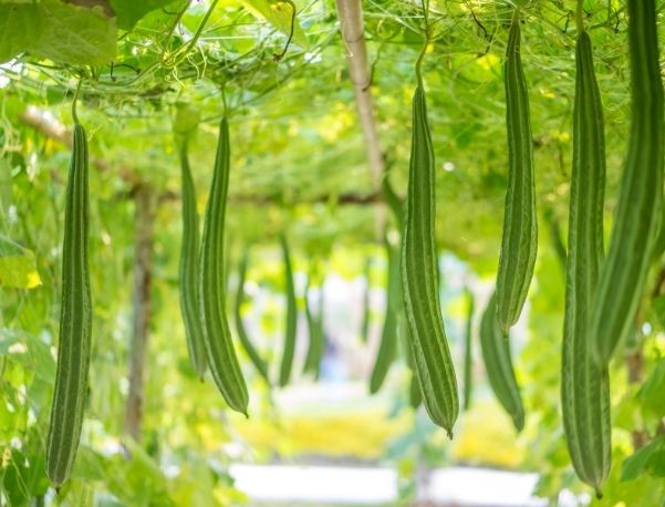 Kỹ thuật trồng mướp thùng xốp cho năng suất cao