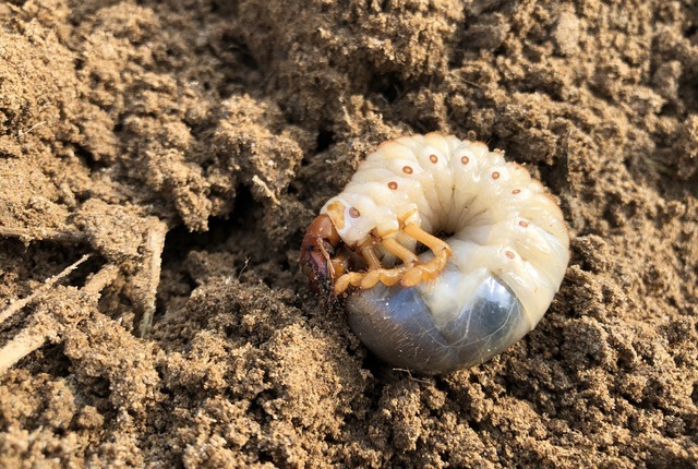 diet-sau-trong-dat-1