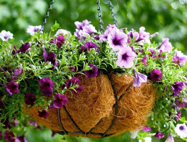 Kỹ thuật trồng dạ yến thảo tại nhà cực kỳ đơn giản