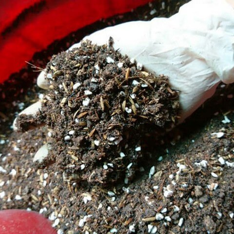 Muốn pha đất trồng hoa hồng chất lượng cần phải có bí quyết