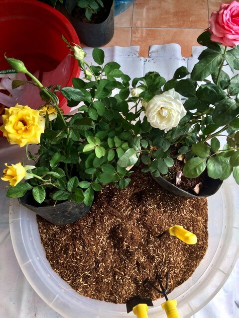 Cần bổ sung dinh dưỡng cho đất trồng hoa hồng theo định kỳ