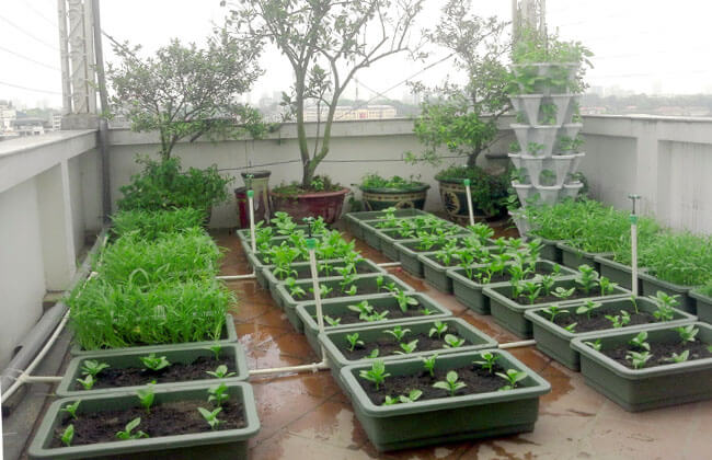 quy-trinh-chong-tham-san-thuong-de-trong-rau-2