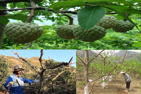 Cách chăm sóc na đầu vụ giúp tăng tỷ lệ đậu trái