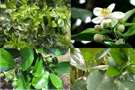 Cây bưởi da xanh vừa ra hoa vừa ra đọt non phải làm sao