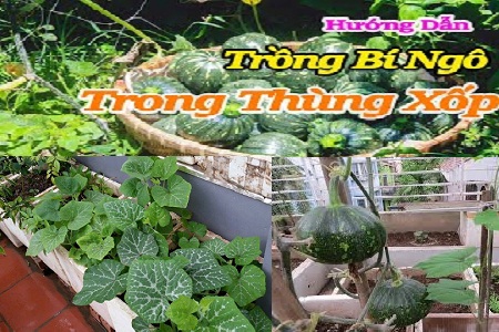 Mẹo nhỏ trồng bí đỏ trong thùng xốp hiệu quả nhất