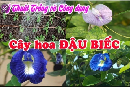 Kỹ Thuật Trồng Và Chăm Sóc Hoa đậu biếc