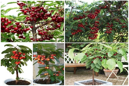 Kỹ thuật trồng Cherry vừa có trái vừa làm cảnh đơn giản