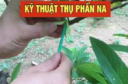 Kỹ thuật thụ phấn cho cây na giúp khả năng đậu quả