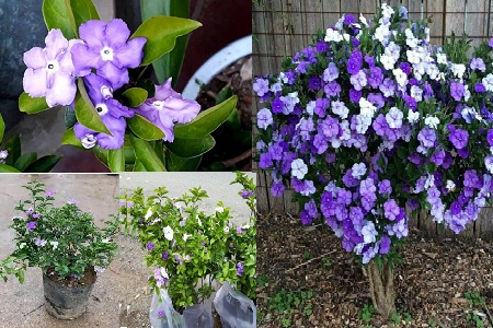 Kỹ thuật trồng cây hoa Nhài Nhật Bản đúng cách