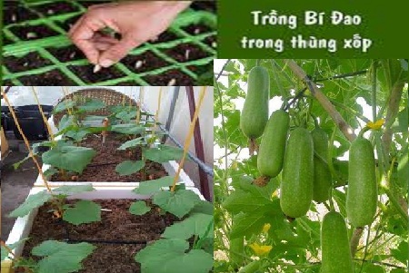 Cách trồng bí xanh trong thùng xốp đơn giản