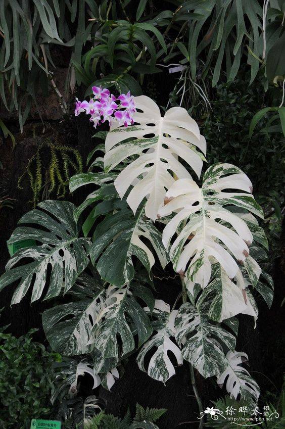 Monstera DB dot bien