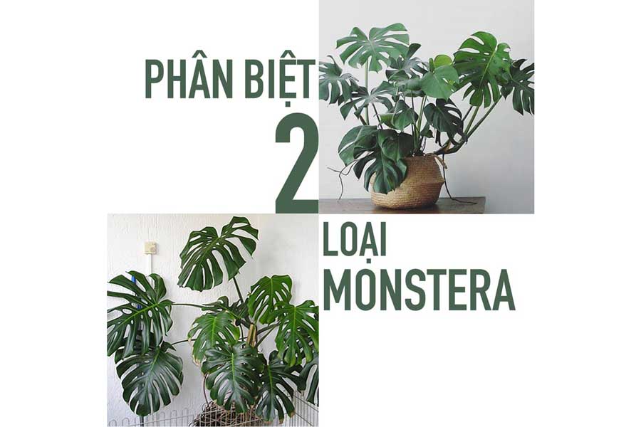 Phân biệt 2 loại Monster quái vật rừng xanh