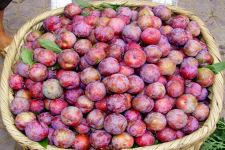 Chất điều hòa sinh trưởng giúp mận hâu to, giòn, ngọt