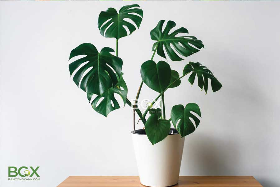 Cây trầu bà lá xẻ monstera deliciosa