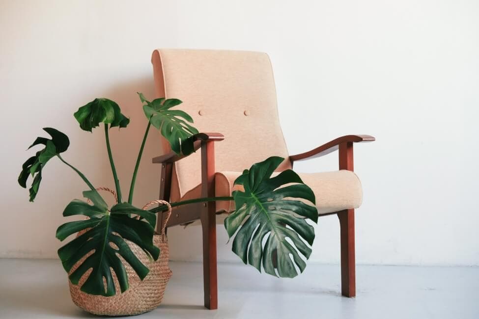 Cây nội thất trầu bà monstera