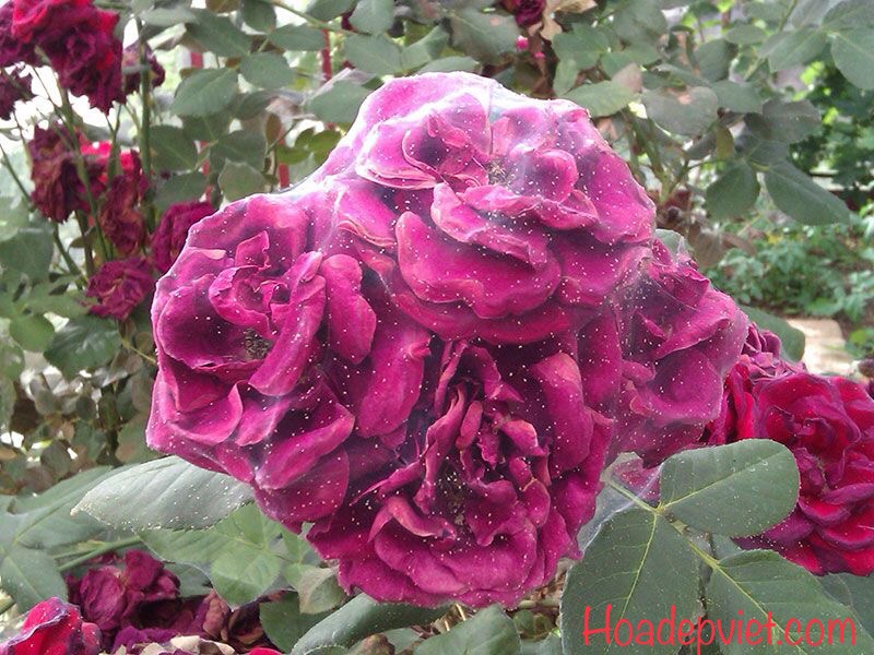 Nhện đỏ hại hoa hồng và cách điều trị