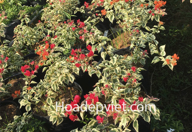 Hoa giấy cẩm thạch có lá độc đáo nhất