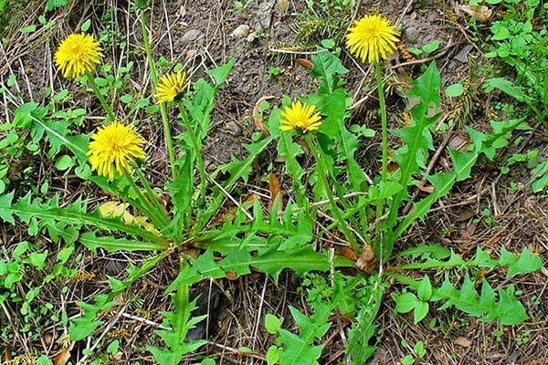 Tìm hiểu về Hoa bồ công anh