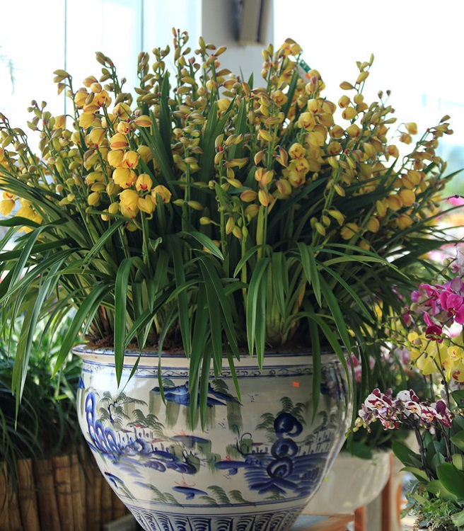 Những điều thú vị về hoa địa lan mà bạn chưa biết